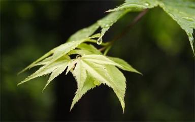 廣東工業(yè)大學(xué)在基礎(chǔ)軟件服務(wù)領(lǐng)域的專業(yè)布局與人才培養(yǎng)探索